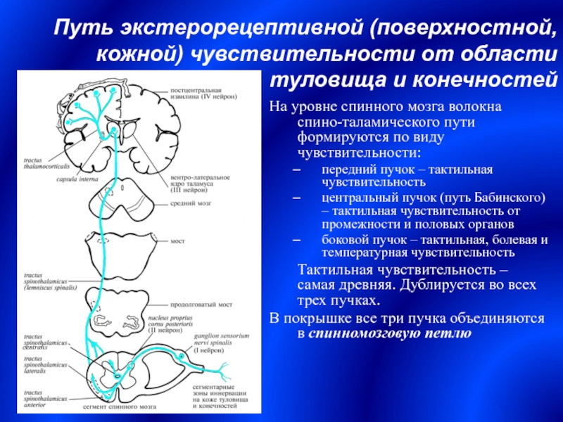 Поверхностная чувствительность. Проводящие пути болевой чувствительности физиология. Латеральный спиноталамический путь схема. Путь поверхностной чувствительности в спинном мозге. Путь болевой и температурной чувствительности схема.