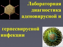 Лабораторная диагностика аденовирусной и герпетической инфекции 