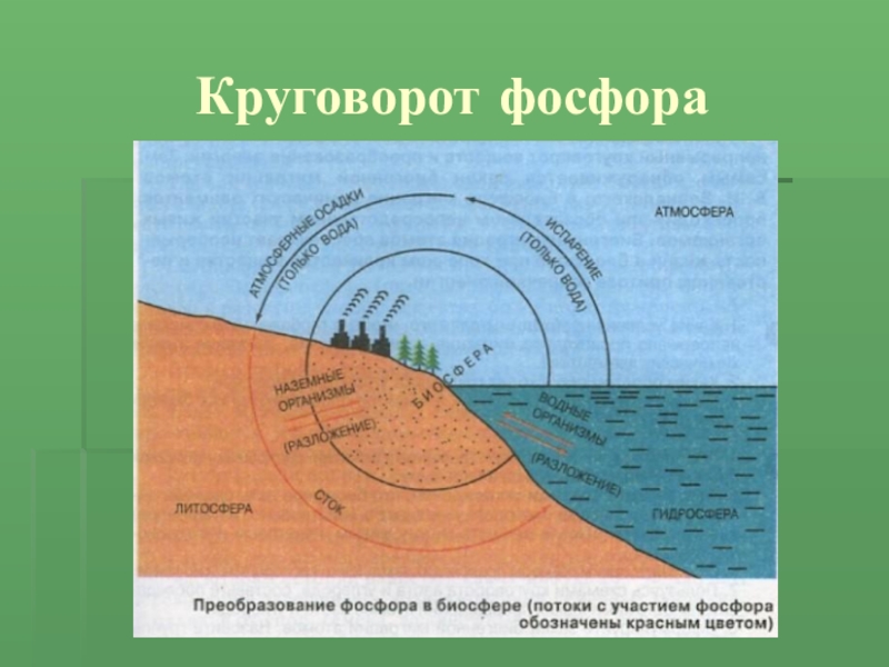 Нарисовать круговорот фосфора