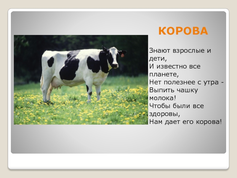 Корова доклад 3 класс окружающий. Доклад про корову. Сообщение о корове. Описание домашних животных. Сообщение на тему корова.