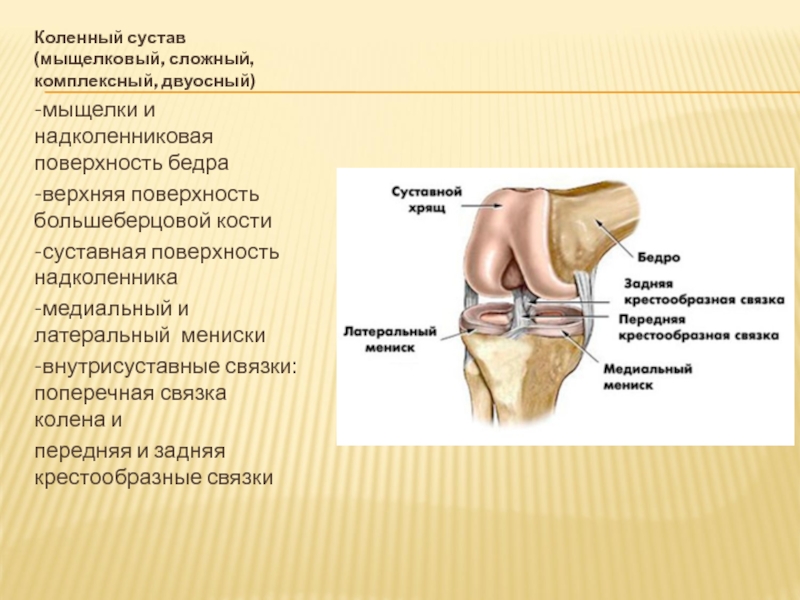 Артрология анатомия презентация