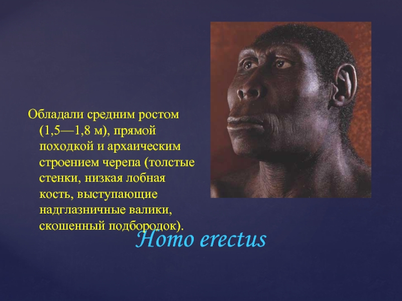 Homo erectusОбладали средним ростом (1,5—1,8 м), прямой походкой и архаическим строением черепа (толстые стенки, низкая лобная кость,