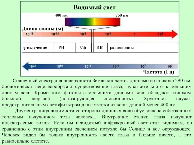 Зрение и освещение презентация