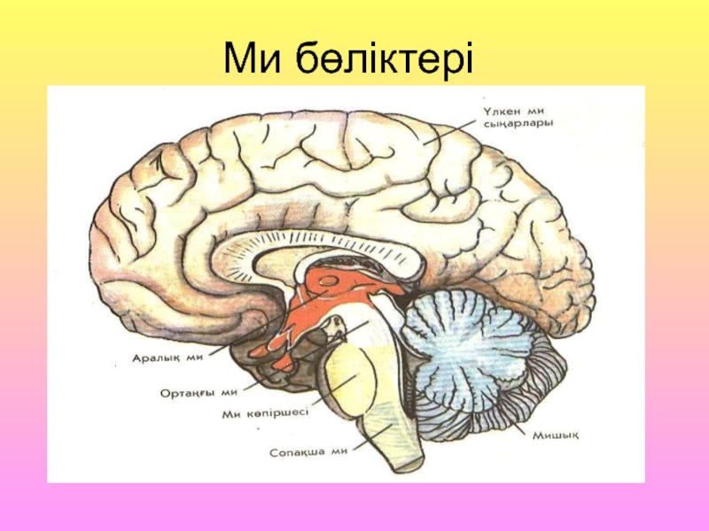 Мидың құрылысы презентация