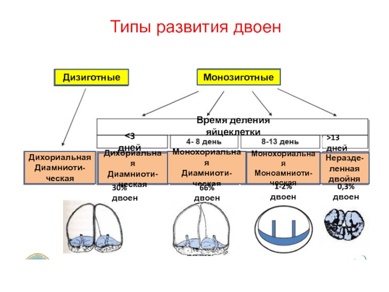 2 типа развития. Типы развития двоен. Типы развития близнецов. Развитие многоплодной беременности Разделение зиготы. Основная причина образования дизиготной двуяйцевой двойни.