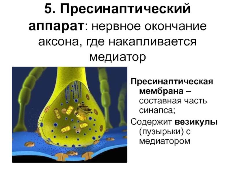 Пресинаптический синапс