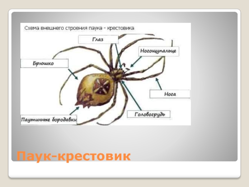 Паук крестовик развитие