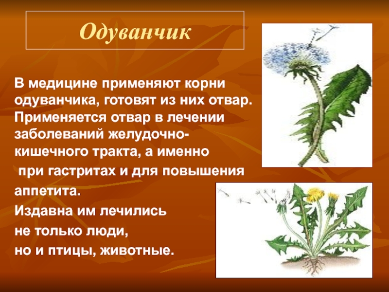 Одуванчики цветы польза и вред для здоровья. Корень одуванчика. Одуванчик лекарственное растение. Одуванчик лекарственный в медицине. Одуванчик используют в медицине.