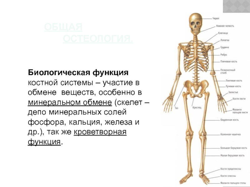 Скелетная система презентация на английском