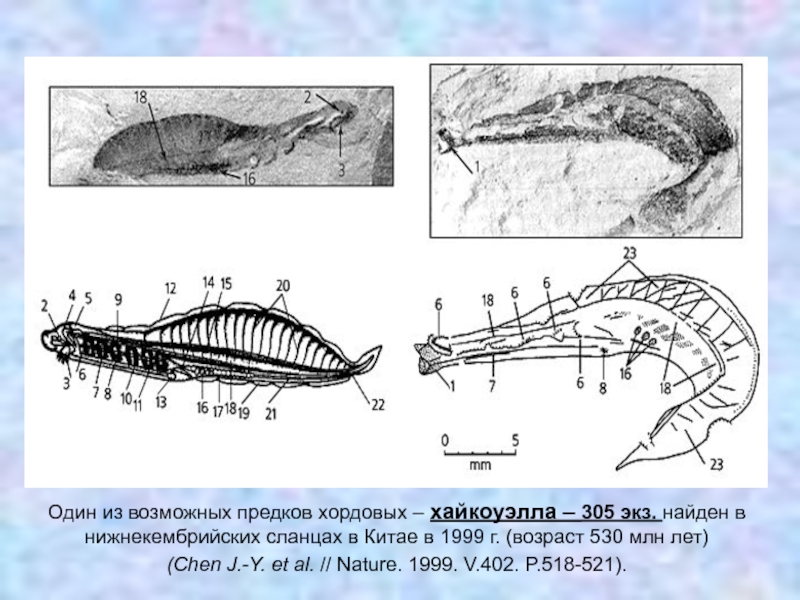 Один из возможных предков хордовых – хайкоуэлла – 305 экз. найден в нижнекембрийских сланцах в Китае в