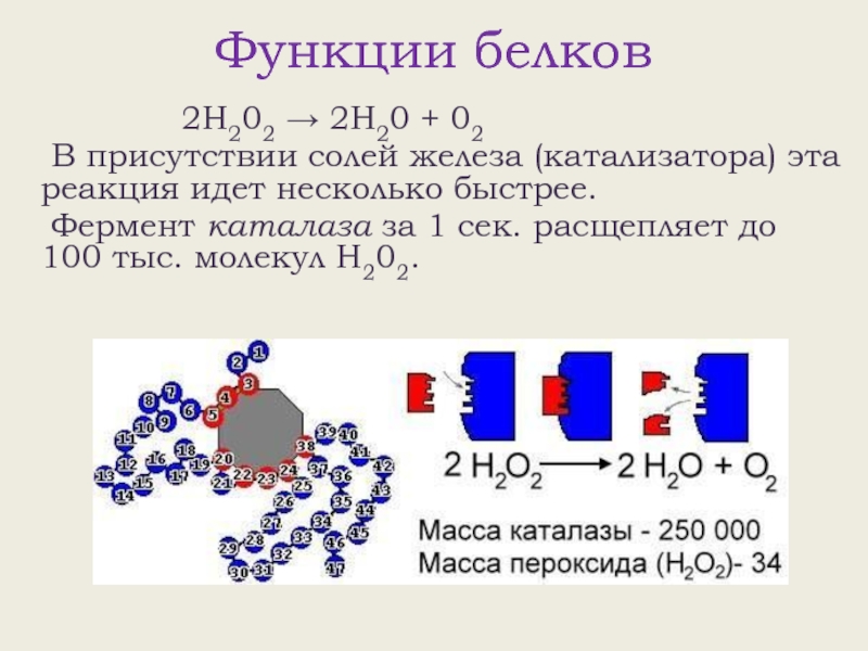 Белок а 2. Состав белков каталаза. Каталаза пример реакции. Каталаза это фермент белковой природы. Каталаза ЕГЭ.