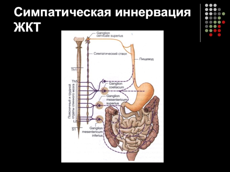 Иннервация поджелудочной железы. Вегетативная иннервация желудка. Симпатическая иннервация ЖКТ. Иннервация желудочно-кишечного тракта. Иннервация кишечника человека.