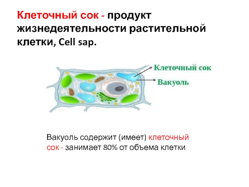 1 строение и жизнедеятельность растительной клетки