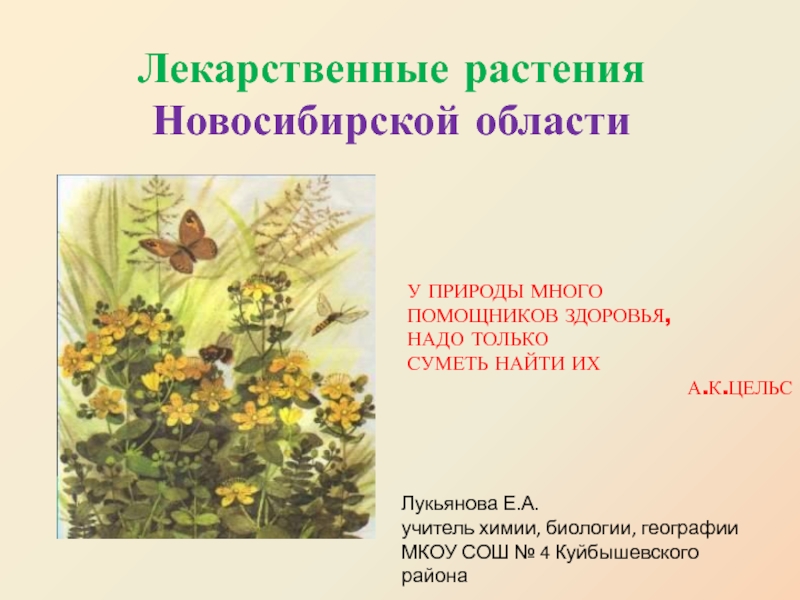 Доклад по теме Лекарственные растения 