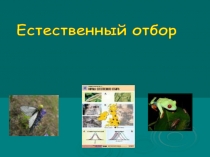 Естественный отбор