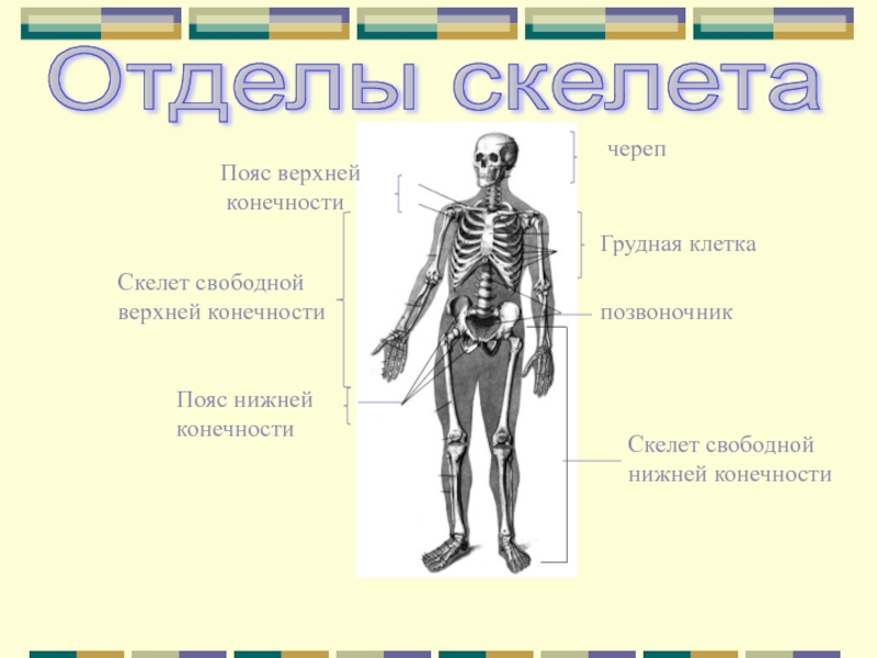 Головной отдел скелета. Отделы скелета. Отделы скелета свободной верхней конечности. Презентация на тему скелет. Периферические отделы скелета человека это.