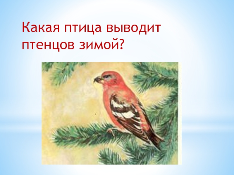 Какая птица выводит птенцов зимой. Какая Лесная птица выводит птенцов зимой. Какие птицы выводят птенцов зимой в России. Какие зимние птицы выводят птенцов зимой. Какие птицы Адыгеи выводят птенцов зимой.