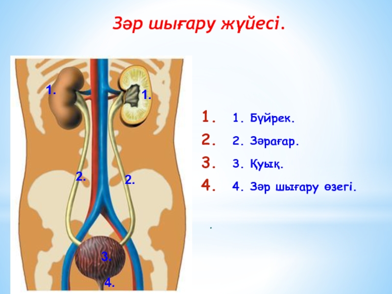 Жануарлардың зәр шығару жүйесінің эволюциясы 7 сынып. Видільна система. Органи видільної системи. Сечовід. Малюнок сечова система.