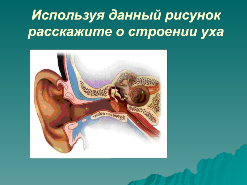 Строение уха биология 8. Анатомия уха. Строение слухового анализатора. Слуховой анализатор строение и функции. Слуховой анализатор 8 класс.