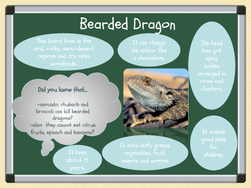 Bearded DragonDid you know that…~avocado, rhubarb and broccoli can kill bearded dragons? ~also they cannot eat