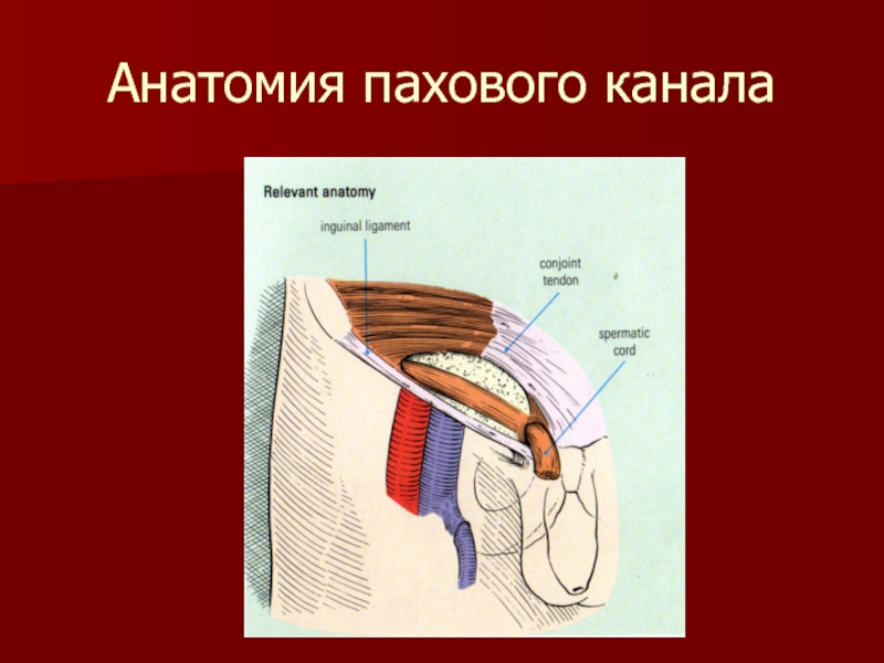 Анатомия пахового канала