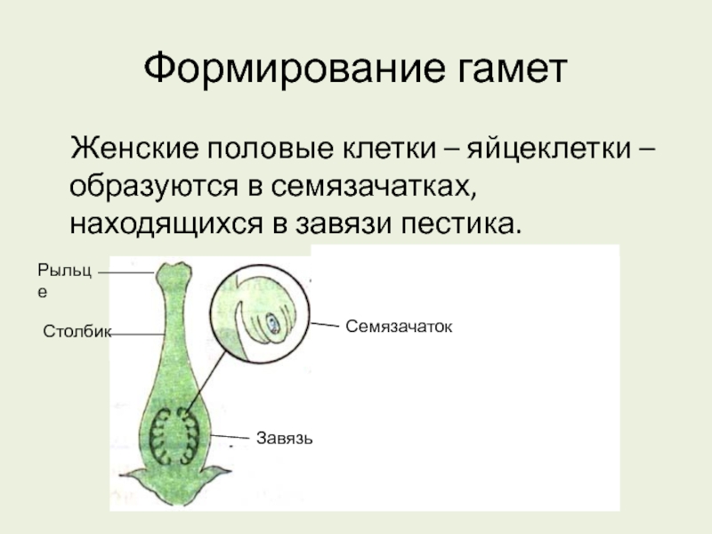 Содержит мужские гаметы. Строение женской гаметы у цветковых растений. Половые клетки гаметы у растений. Мужские половые клетки цветковых растений. Образуются женские половые клетки.