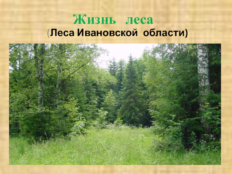 Жизнь леса (Леса Ивановской области)