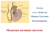 Мужская половая система