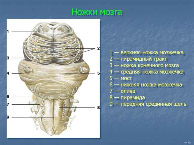 Ноги мозг голова. Нижняя олива мозжечка. Оливы мозжечка анатомия. Основание ножек среднего мозга. Ножки среднего мозга анатомия.