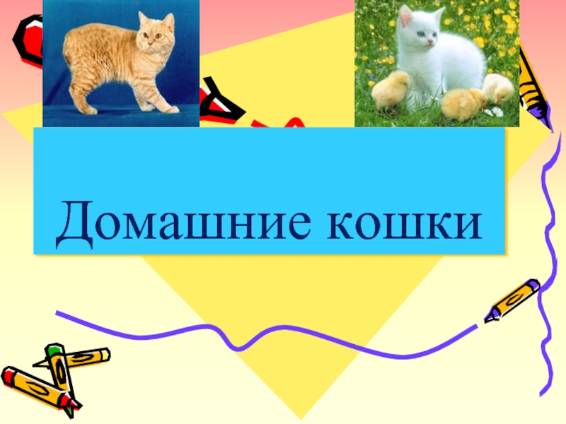 Презентация Домашние кошки