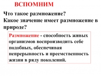 Половое размножение животных