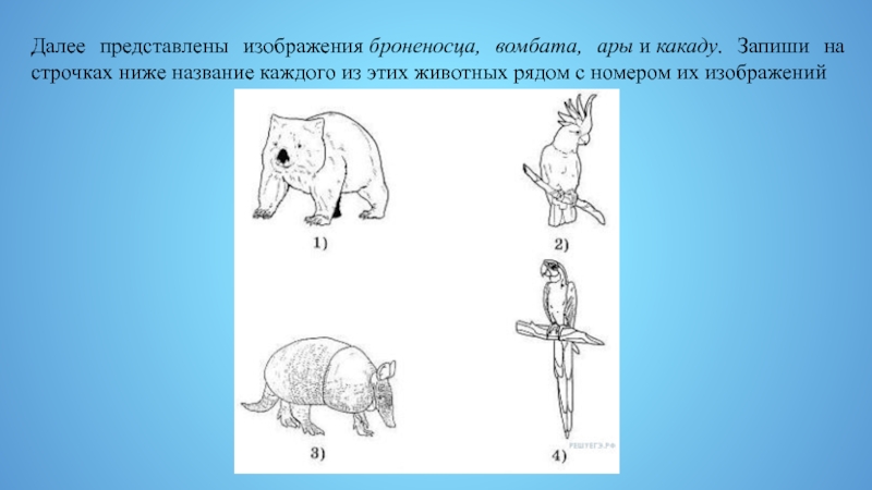 На картинке представлен