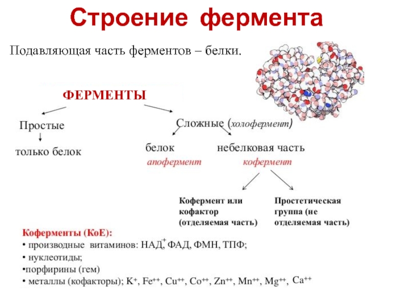 Проект ферменты 10 класс