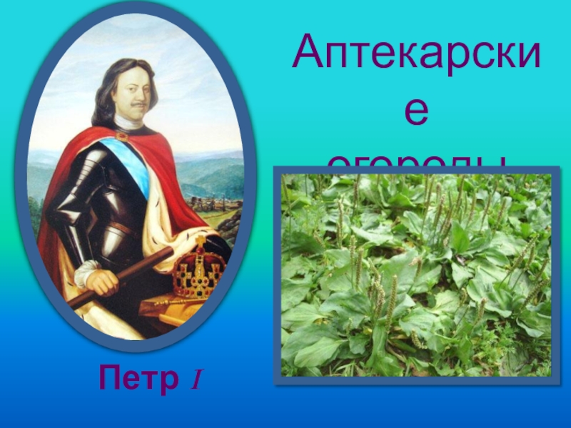 Цвет петра. Картинки на тему Петр 1 и аптекарские огороды.