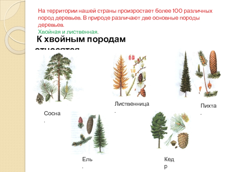 На территории нашей страны произростает более 100 различных пород деревьев. В природе различают две основные породы деревьев.