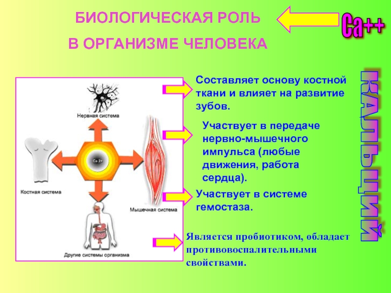 Роль кальция в организме человека проект