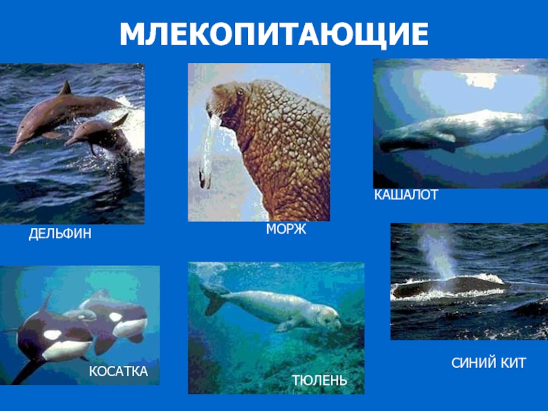 Дельфин относится к группе животных. Дельфин морж тюлень. Млекопитающие ластоногие Дельфин. Моржи и китообразные. Дельфин и морской котик.