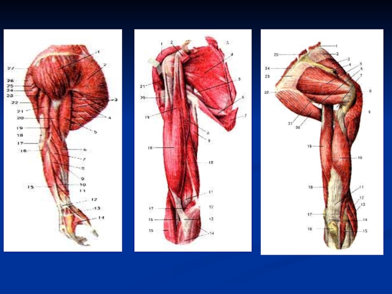 Плечо анатомия. Мышцы верхней конечности вид сбоку. Мышцы верхней конечности анатомия. Мышцы верхней конечности анатомия вид сзади. Мышцы плечевого пояса Синельников.