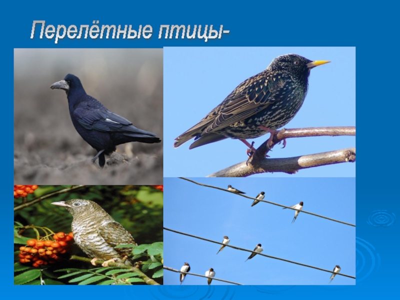 Жизнь мигрирующих и оседлых птиц. Проект по окружающему миру первый класс птицы.