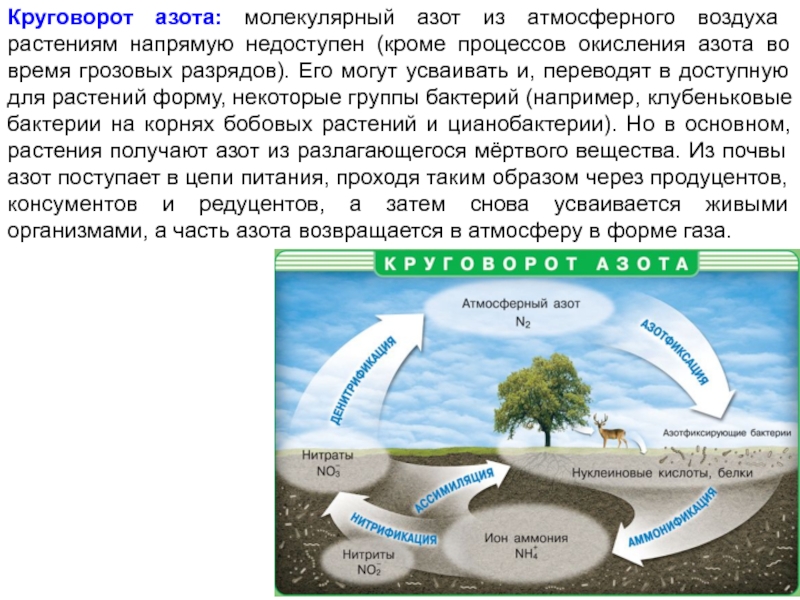 Фазы круговорота азота. Биохимические цикл круговорот азота. Круговорот азота в атмосфере. Круговорот азота в экосистеме.