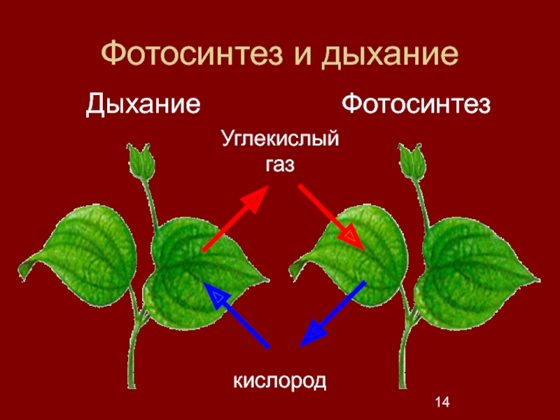 Воздушное питание растений фотосинтез 6 класс презентация