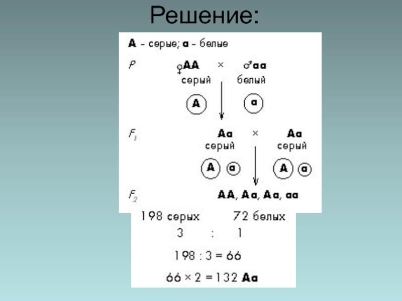 Скрестили гомозиготных черного. Анализирующее скрещивание. Анализирующее скрещивание презентация 10 класс. Гетерозиготное и гомозиготное скрещивание. Задачи на анализирующее скрещивание с решением.