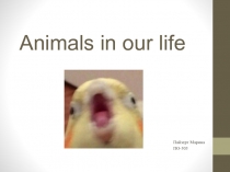 Animals in our life