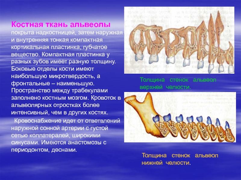 Надкостница зуба строение фото