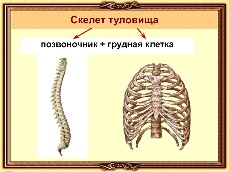 Скелет туловища презентация. Скелет туловища позвоночник и грудная клетка. Костная система скелет туловища. Скелет туловища грудная клетка строение. Скелет туловища вороны сбоку.