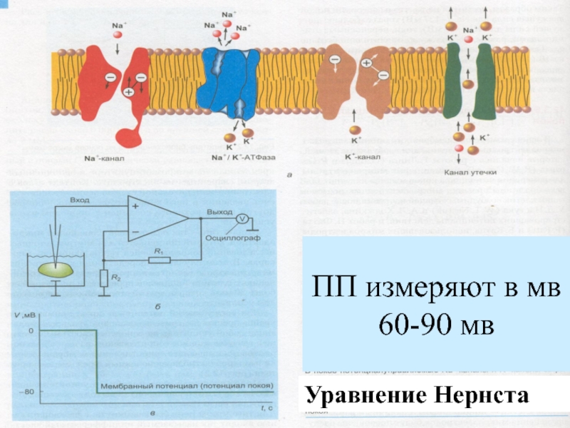 Эквивалентная схема биологической мембраны