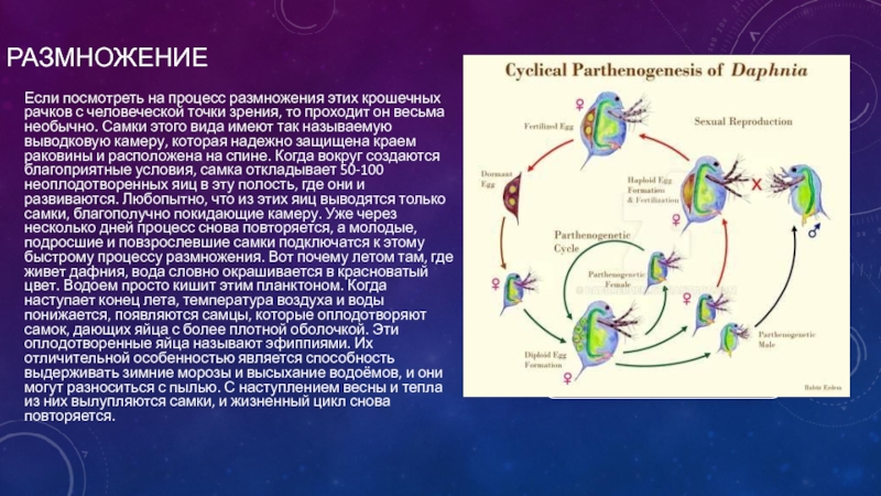 Описание процесса размножения. Цикл дафнии. Жизненный цикл дафнии схема. Партеногенез у дафний. Типы полового размножения дафний.