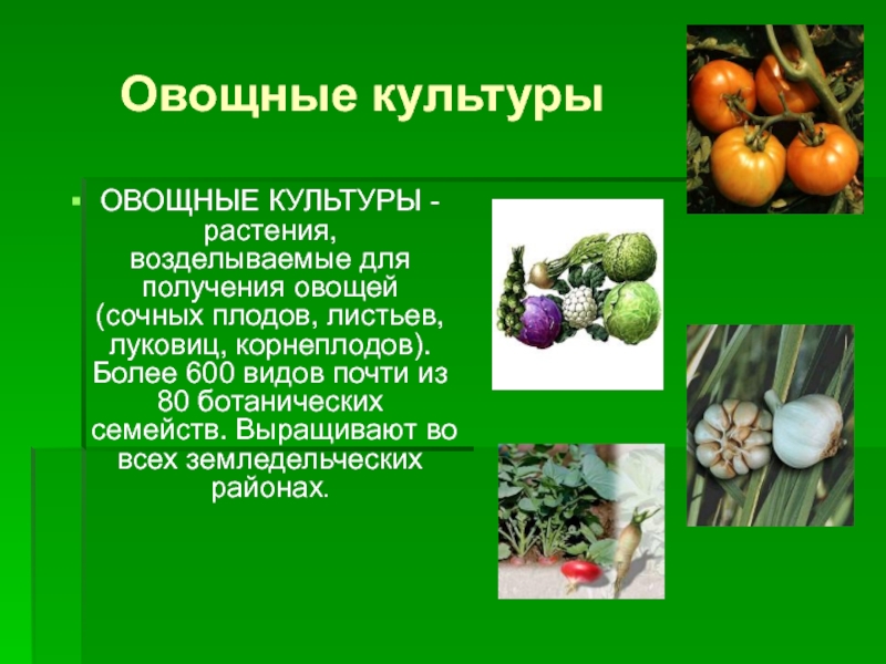 Овощные культурыОВОЩНЫЕ КУЛЬТУРЫ - растения, возделываемые для получения овощей (сочных плодов, листьев, луковиц, корнеплодов). Более 600 видов
