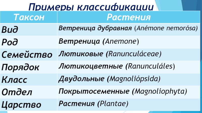 Принципы классификации систематика биология 11 класс презентация