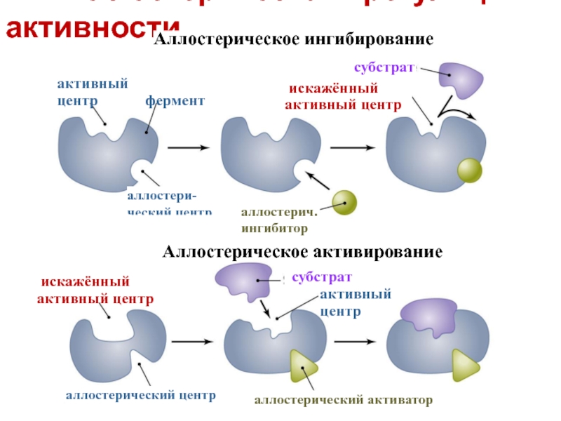 Аллостерическая регуляция активности ферментов